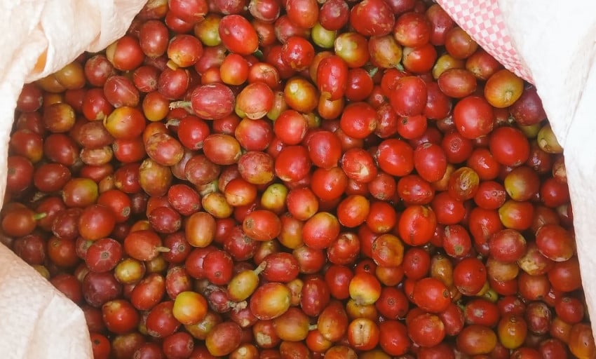 Peta Produsen Kopi Global: Brasil Memimpin, Indonesia di Mana?