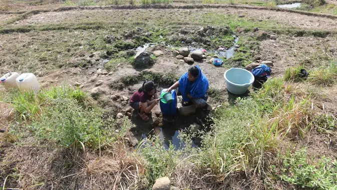 Sawah Retak di Jonggol Bogor: Panen Anjlok, Warga Andalkan Air Kubangan